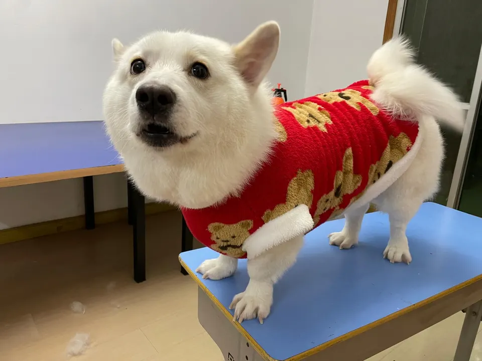 贝贝坐在木地板上望向镜头