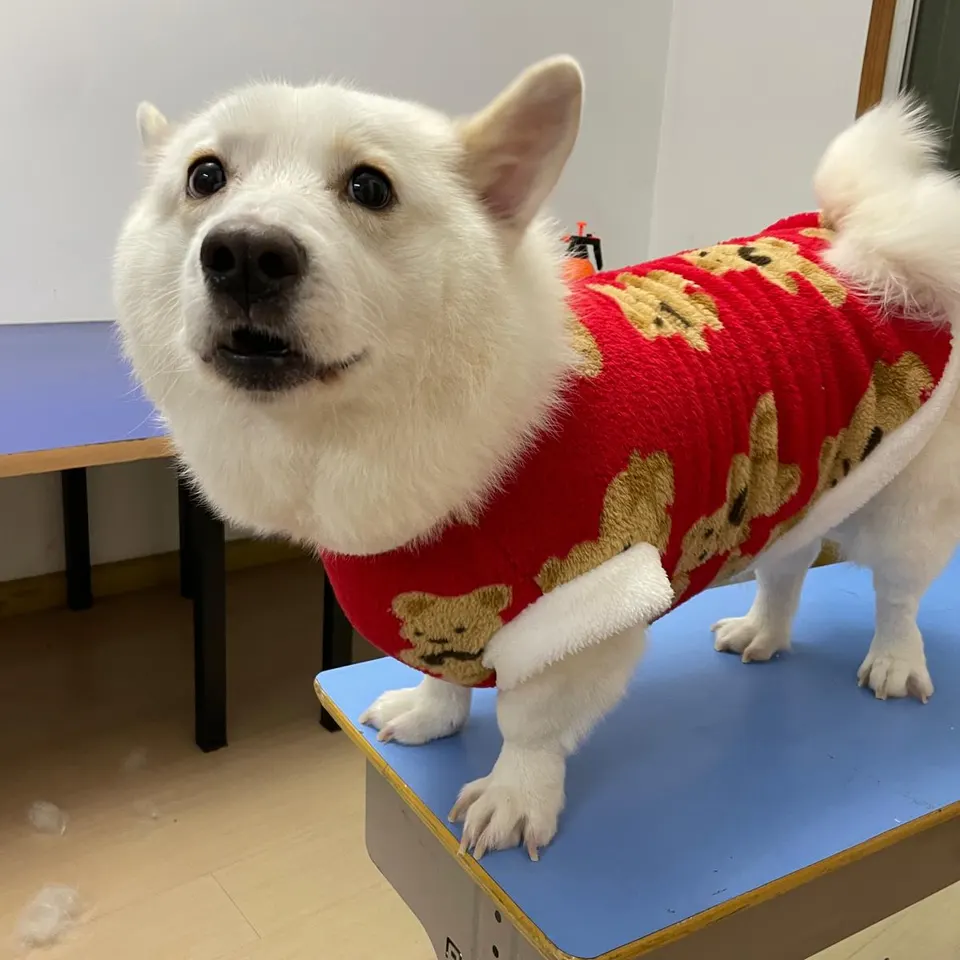贝贝抬起小脑袋看向镜头，一身蓬松奶油白毛