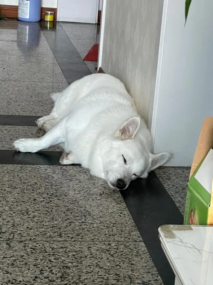 贝贝户外抬头看人